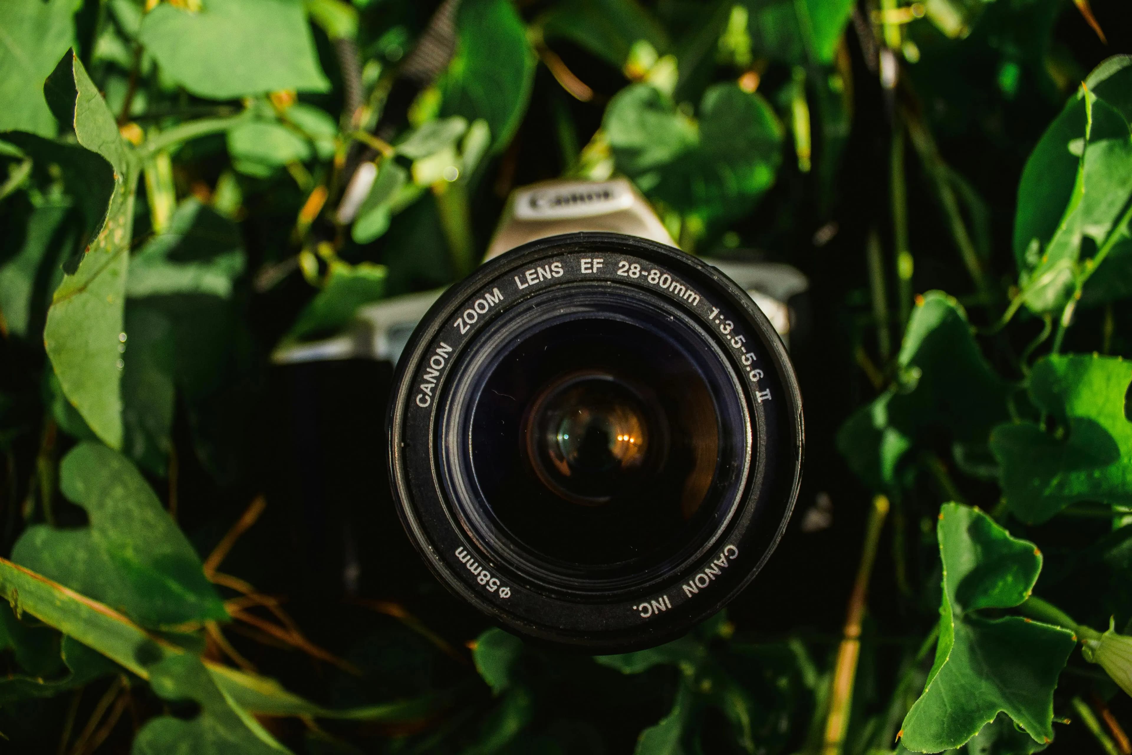Garden Photography Tips: Make Your Garden Instagram-Ready and Document Growth