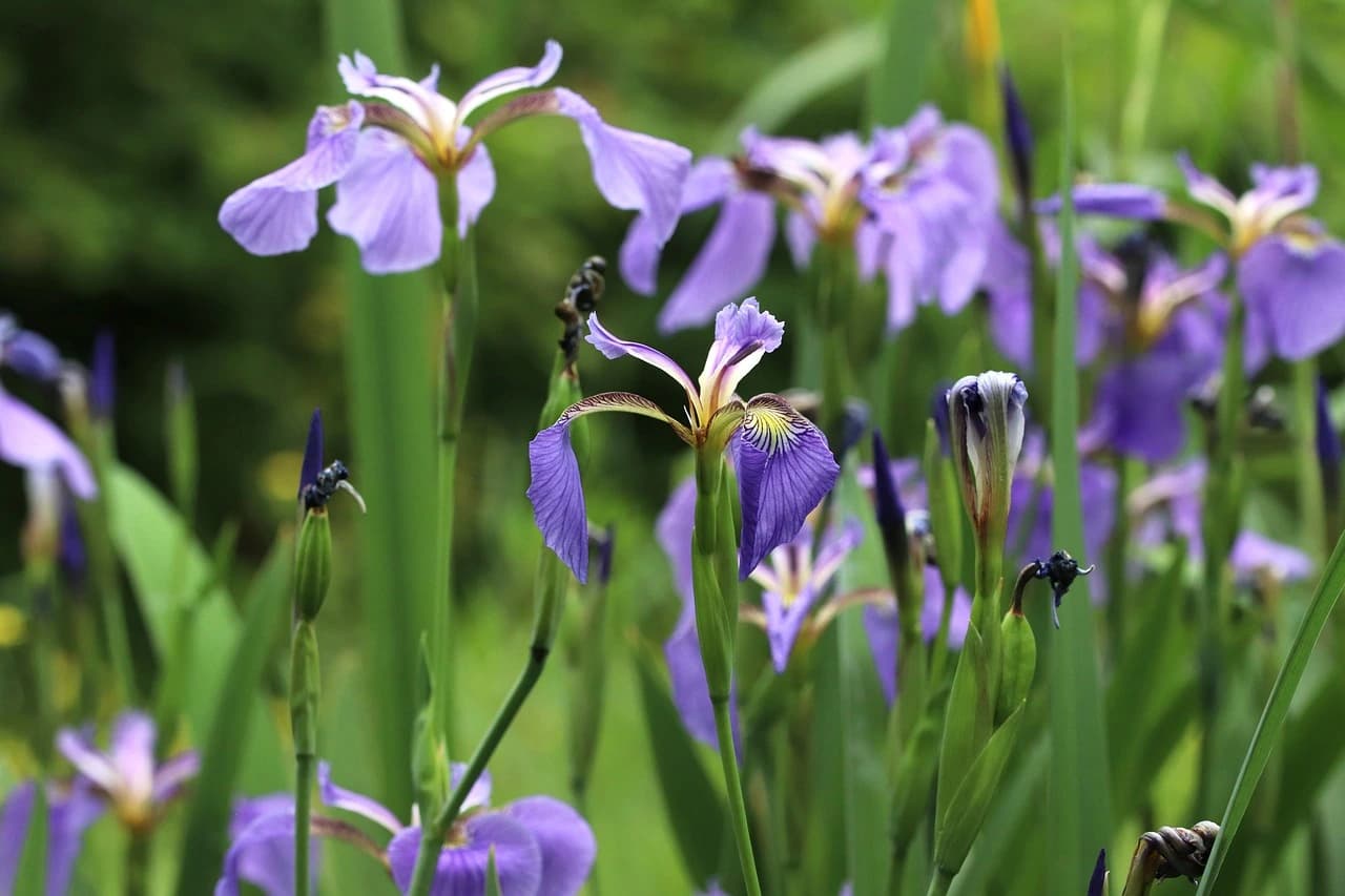 Why Native Plants Are Taking Over Gardens