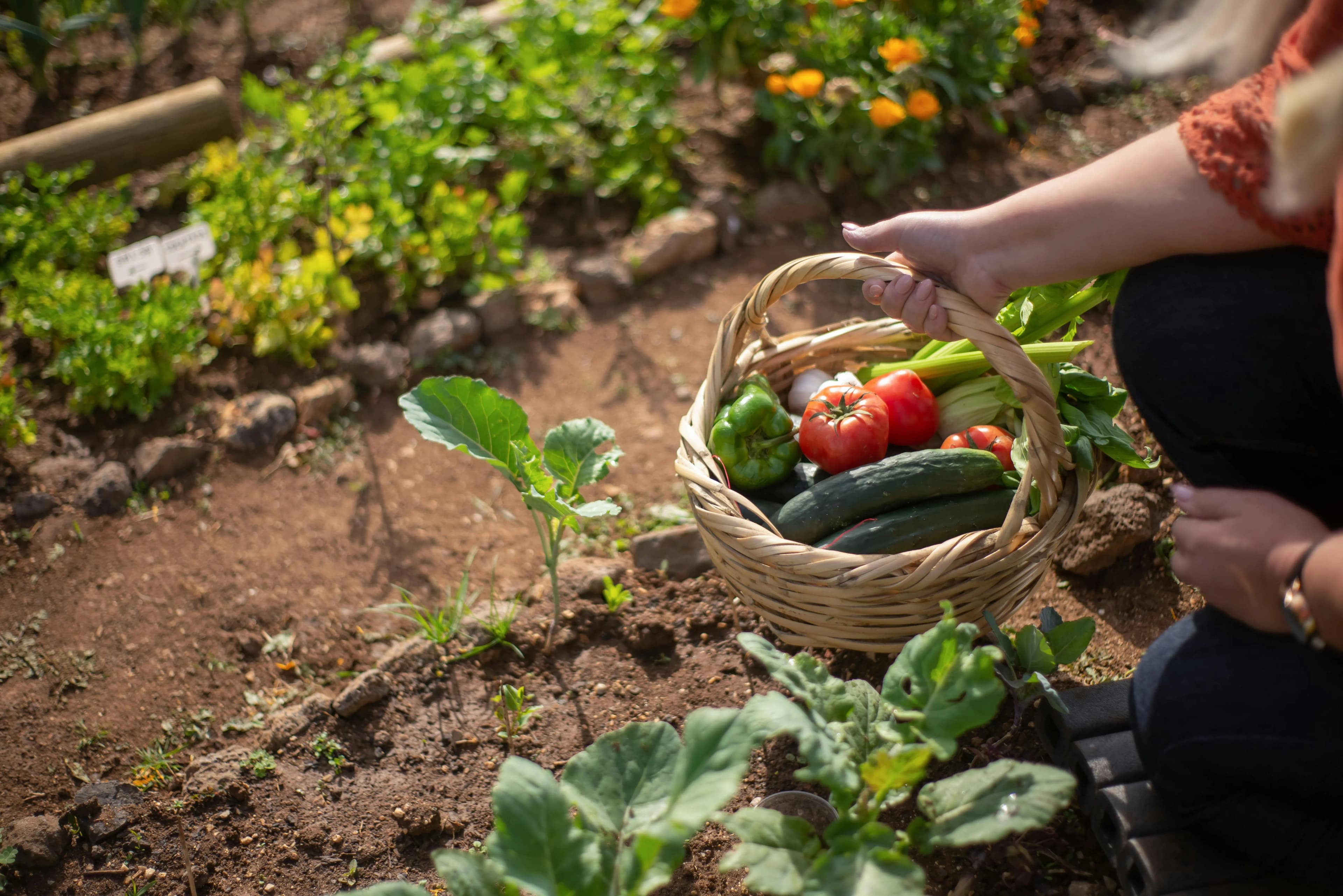Summer Garden Care Tips: Complete Maintenance Guide for Hot Weather Plant Health