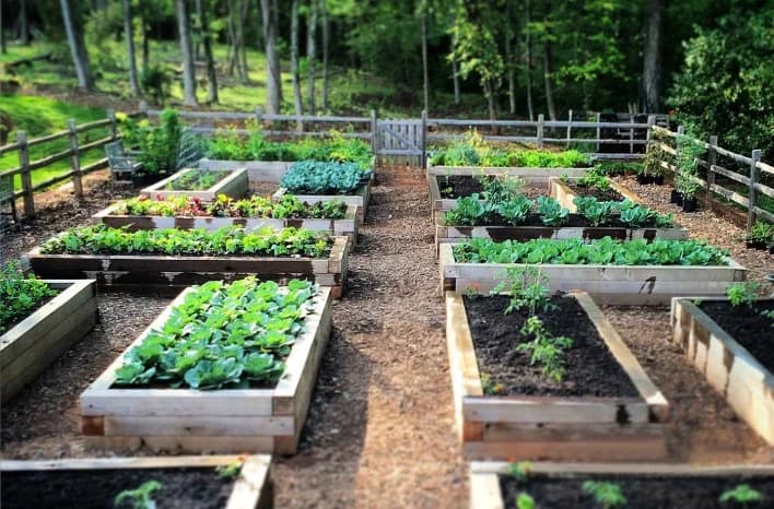 Build Perfect Raised Beds This Weekend
